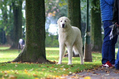 Hundewiese Eickhorst